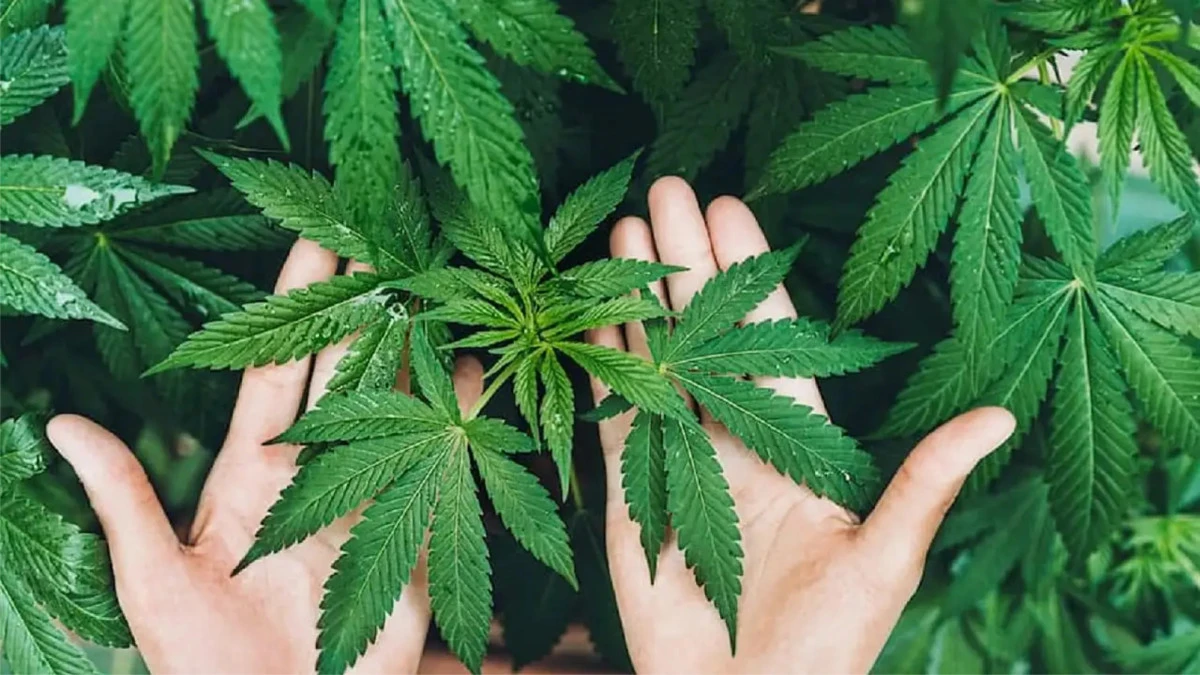 İZMİR DE DAHİL 21 İLDE KENEVİR &Uuml;RETİMİNE RESMİ İZİN VERİLDİ