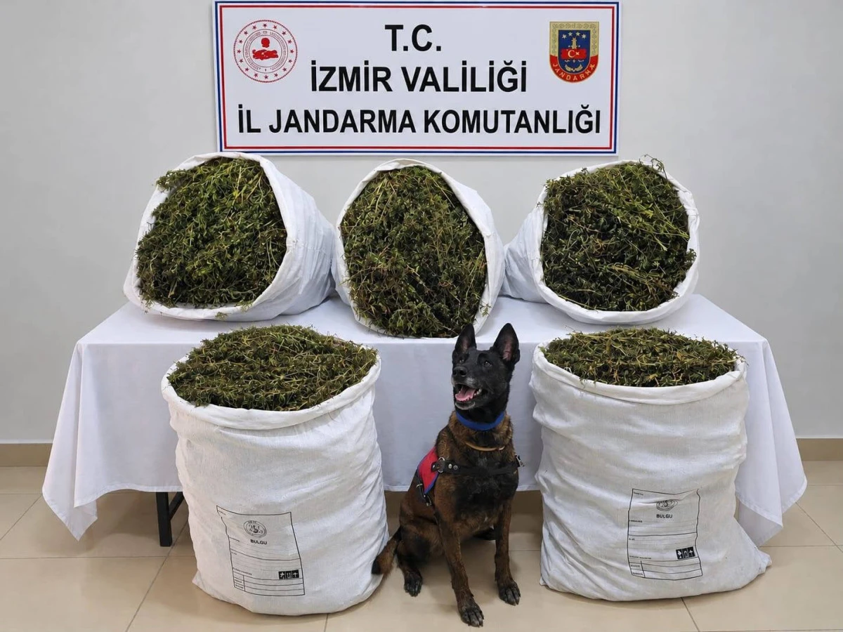 TİRE&rsquo;DE JANDARMADAN UYUŞTURUCU OPERASYONU: 54 KİLO 800 GRAM ESRAR ELE GE&Ccedil;İRİLDİ
